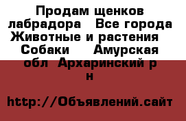 Продам щенков лабрадора - Все города Животные и растения » Собаки   . Амурская обл.,Архаринский р-н